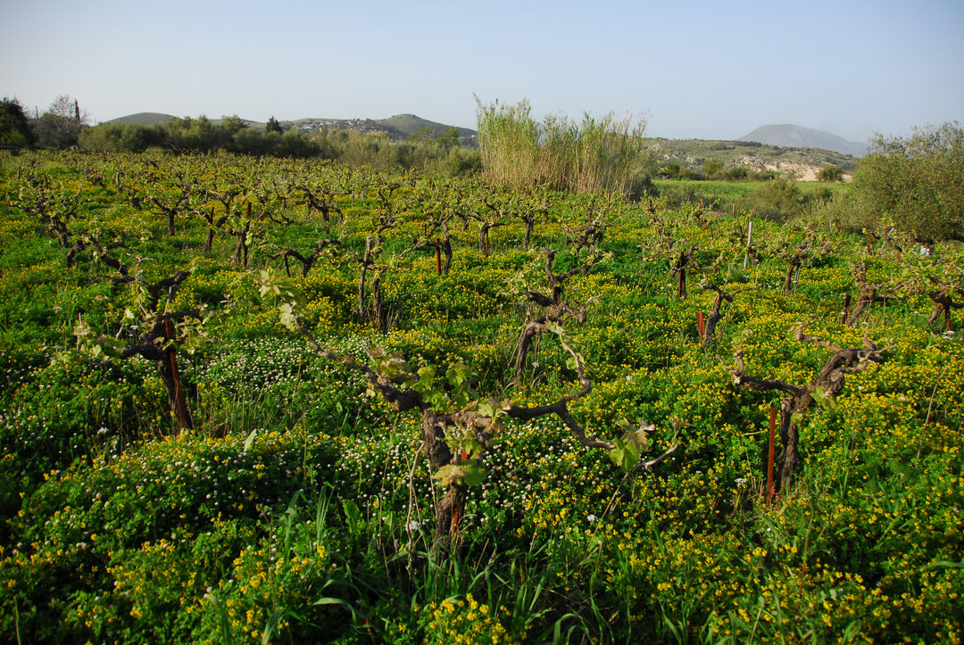 Printemps ! Le réveil de la vigne