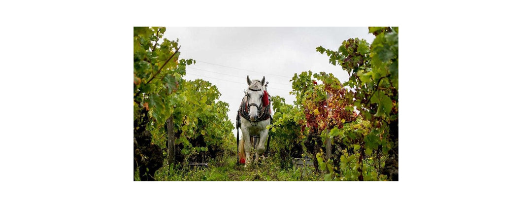 Comment approcher le vin “nature”