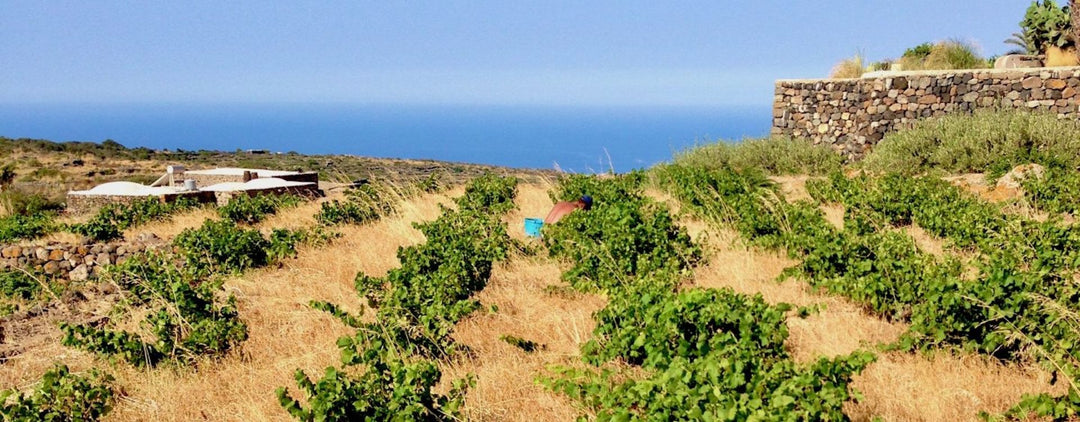 Italie, vins des îles