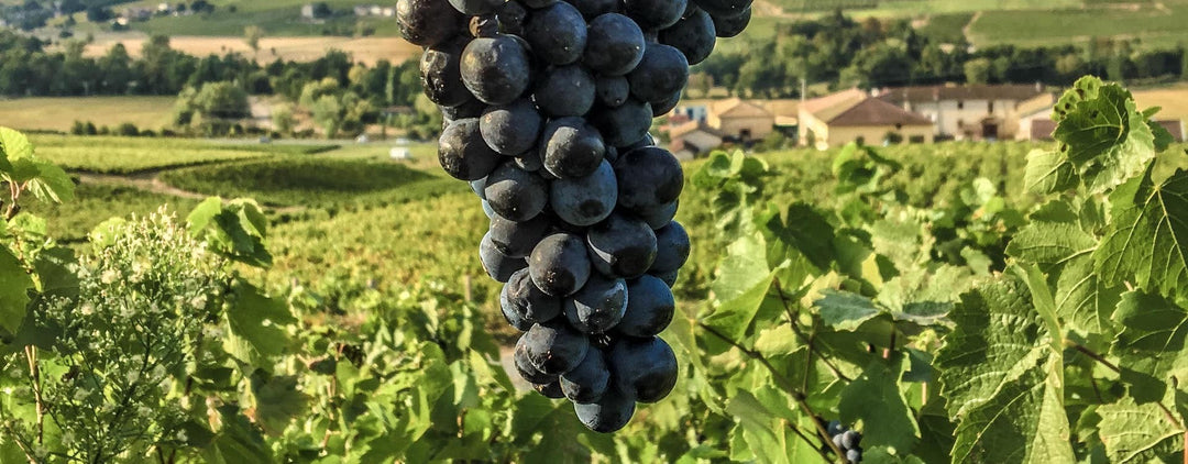 Beaujolais, la terre traditionnelle du gamay