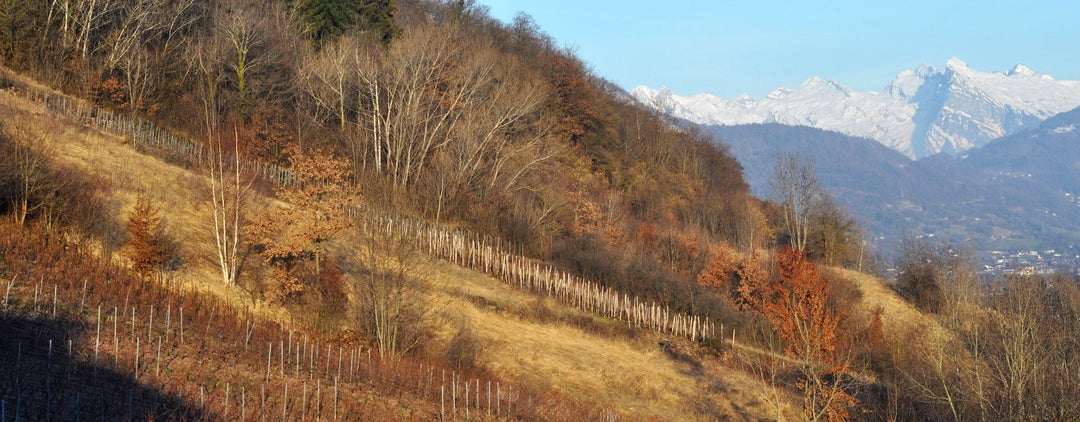 Cépages “modestes” ou rares : la Savoie, modèle de terroir à cépages locaux.